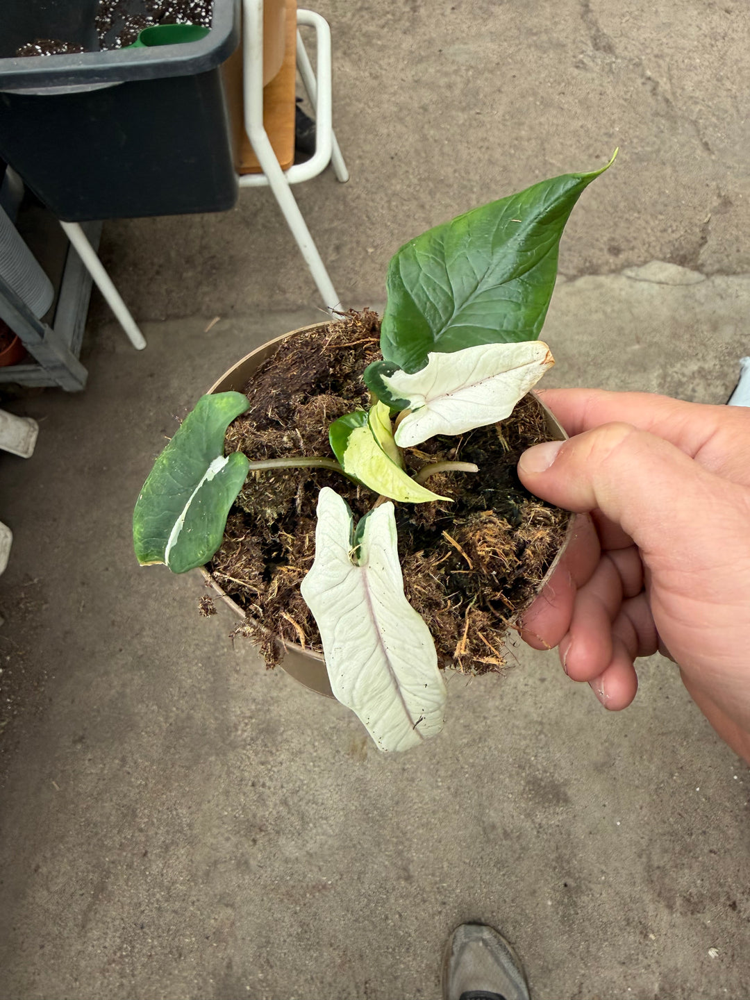 Alocasia Scalprum albo