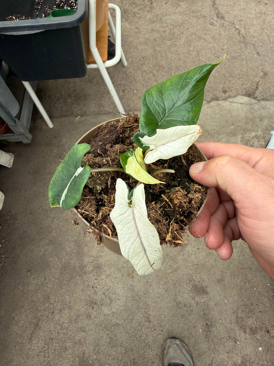 Alocasia Scalprum albo