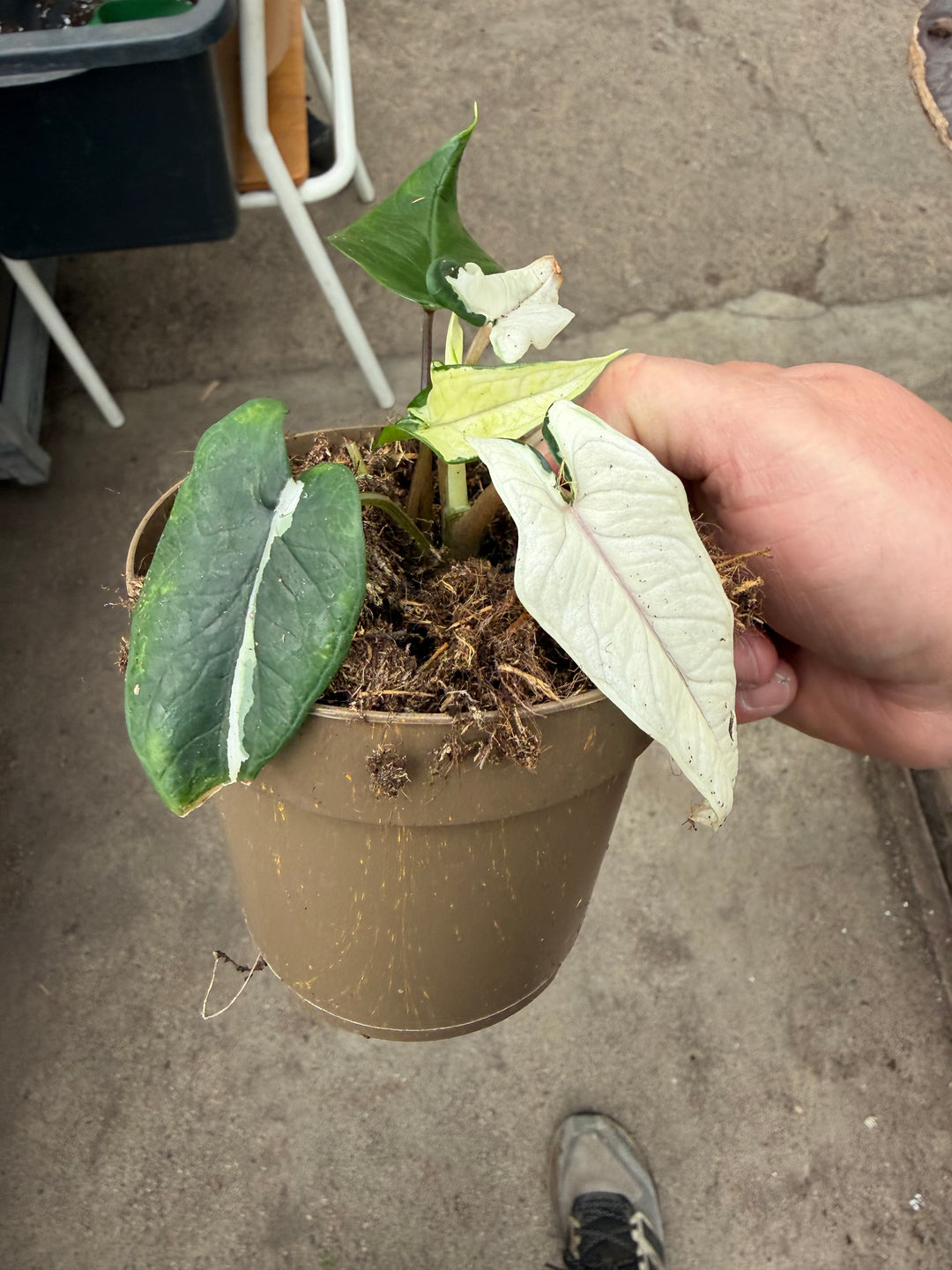 Alocasia Scalprum albo