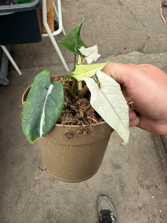 Alocasia Scalprum albo