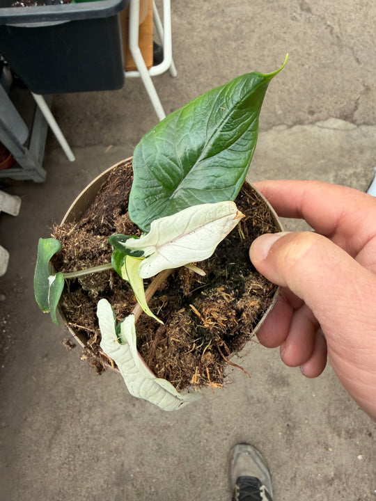 Alocasia Scalprum albo
