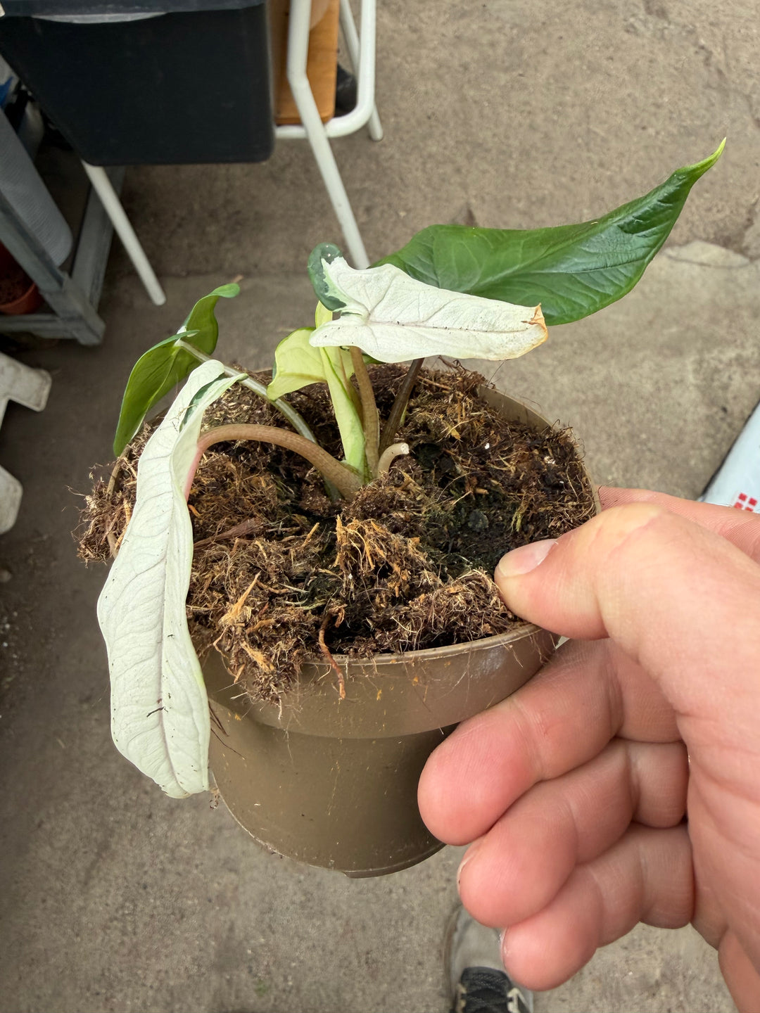 Alocasia Scalprum albo