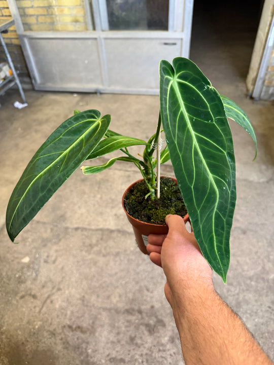 Anthurium warocqueanum 'Kuningatar'
