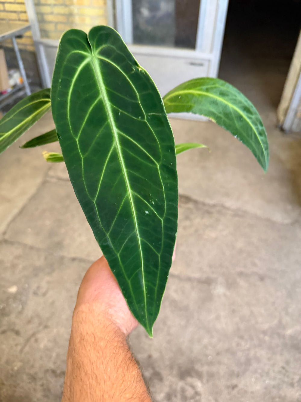 Anthurium warocqueanum 'Kuningatar'