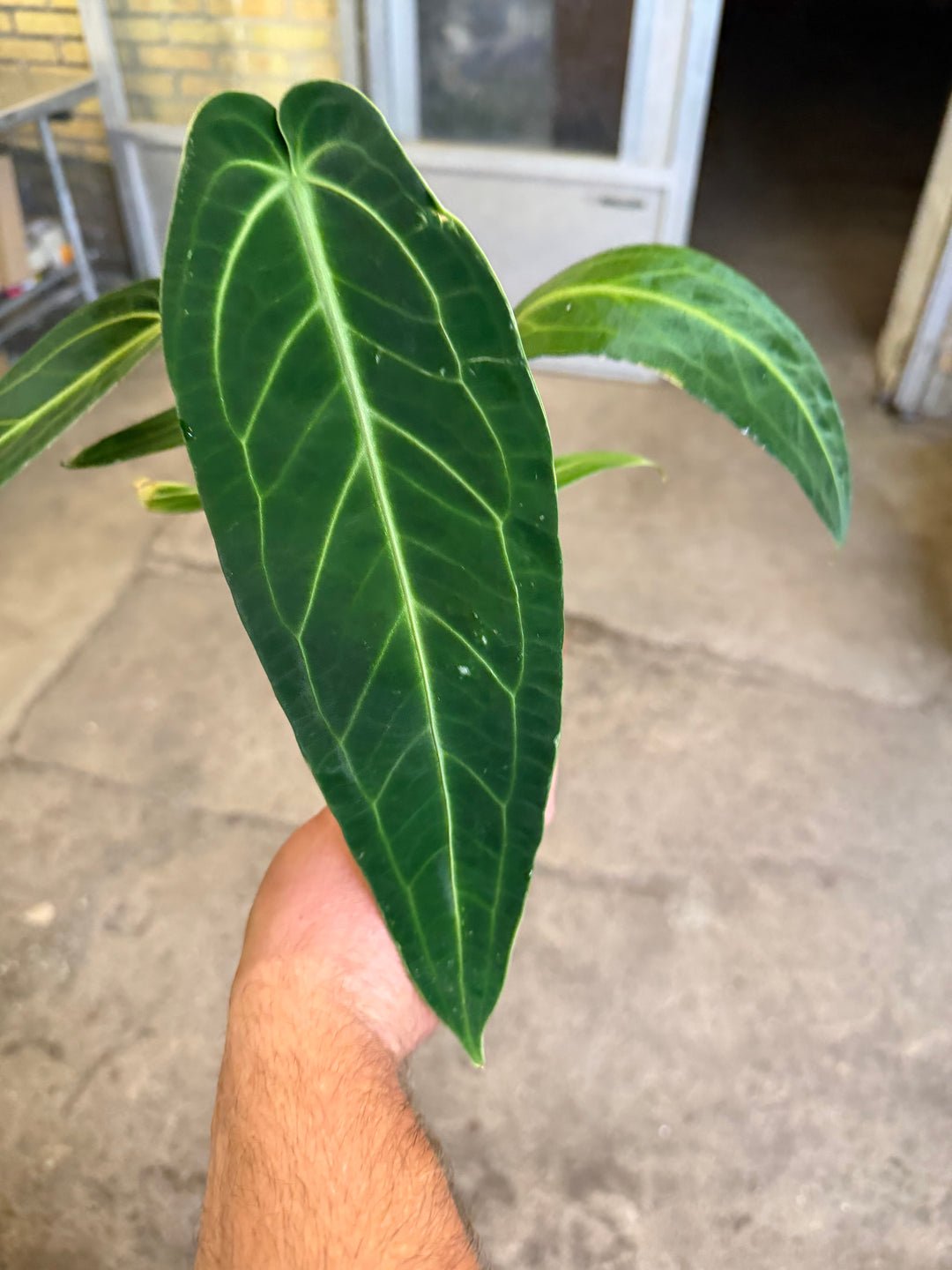 Anthurium warocqueanum 'Kuningatar'