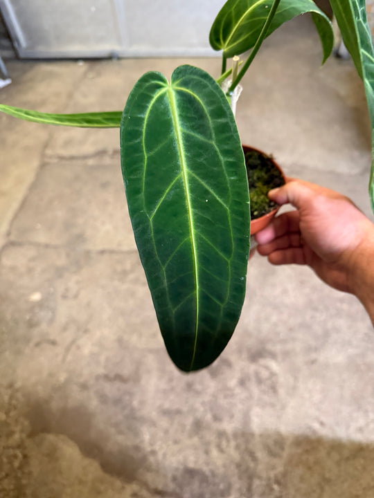 Anthurium warocqueanum 'Kuningatar'