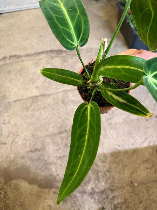 Anthurium warocqueanum 'Kuningatar'