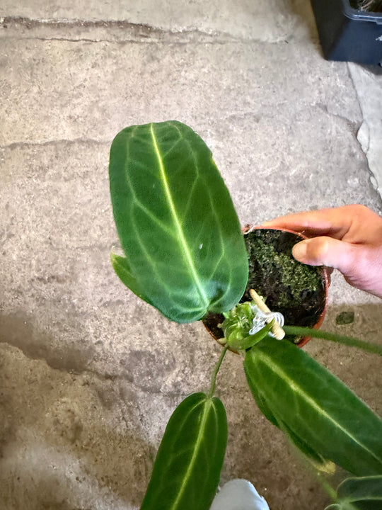 Anthurium warocqueanum 'Kuningatar'