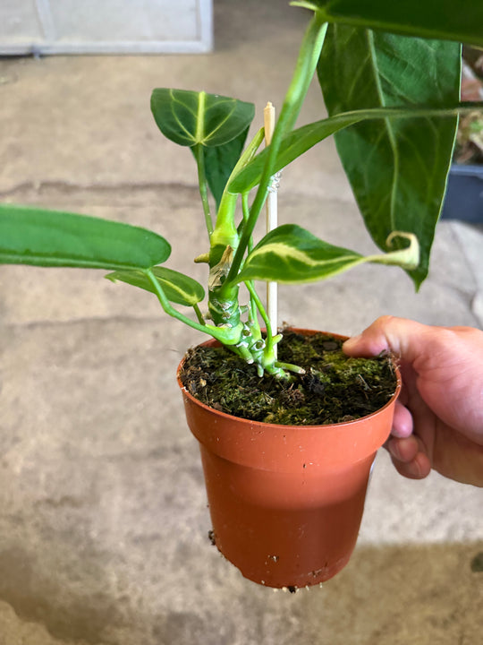 Anthurium warocqueanum 'Kuningatar'