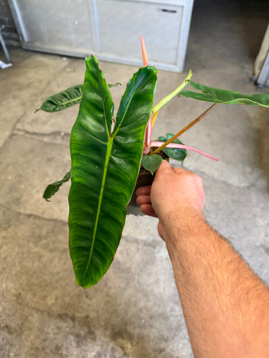 Philodendron billietiae