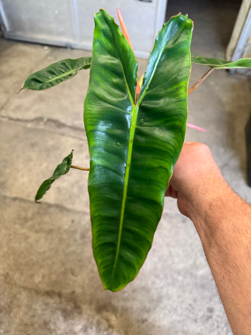 Philodendron billietiae