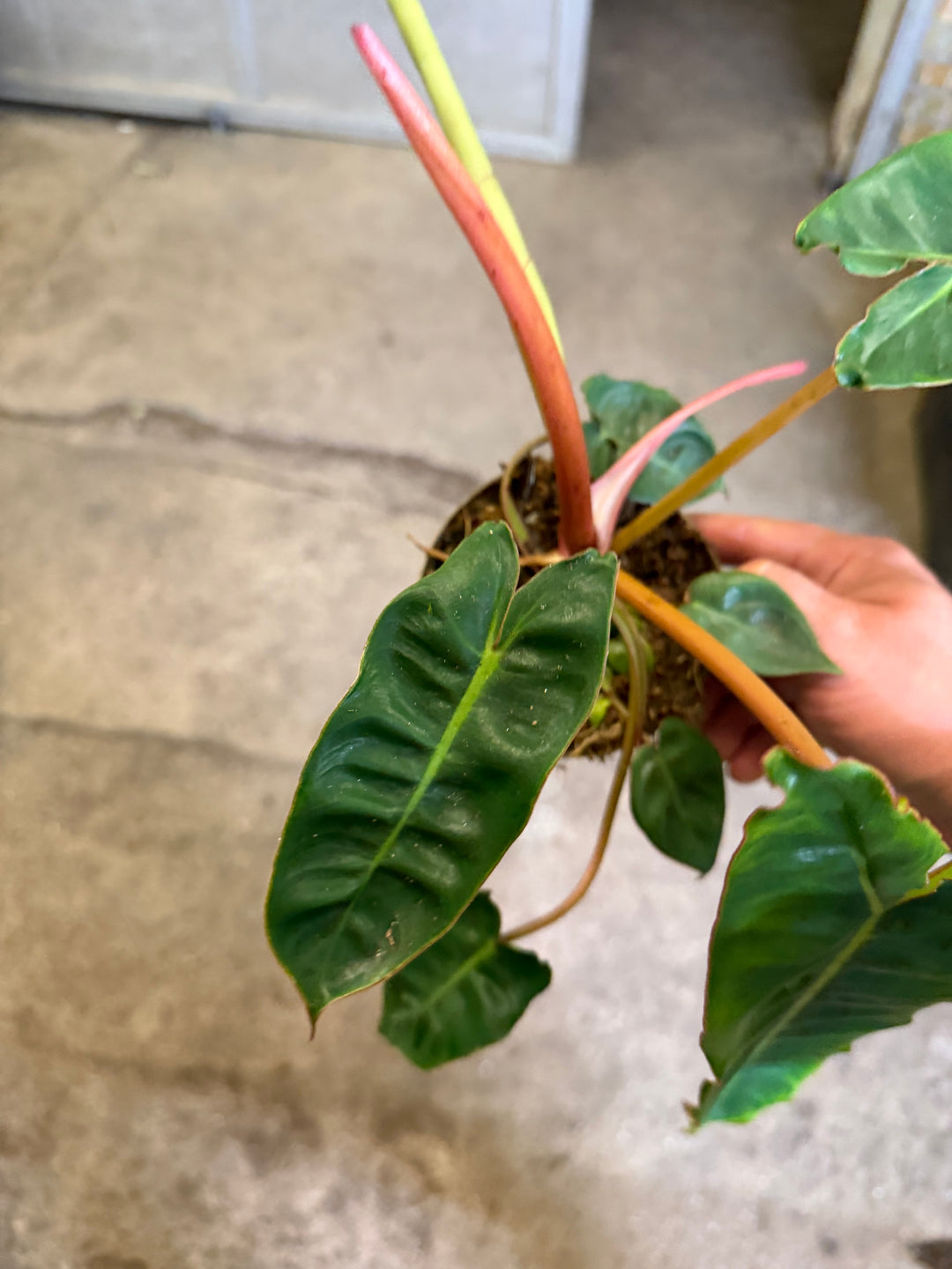 Philodendron billietiae