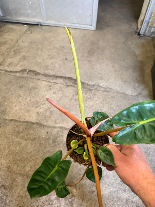 Philodendron billietiae
