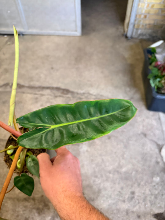 Philodendron billietiae