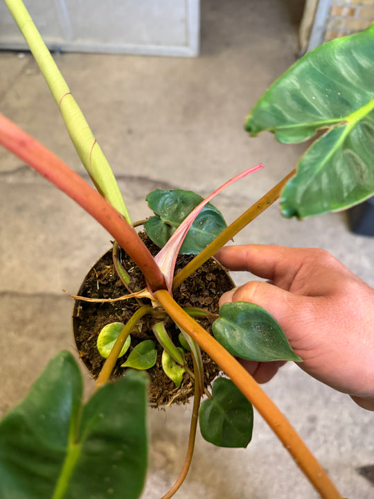 Philodendron billietiae