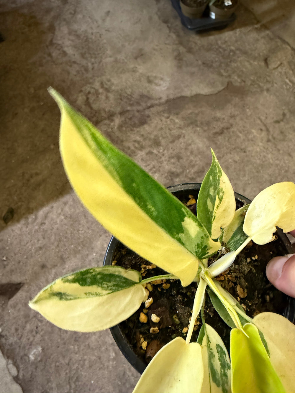 Filodendron Florida Beauty