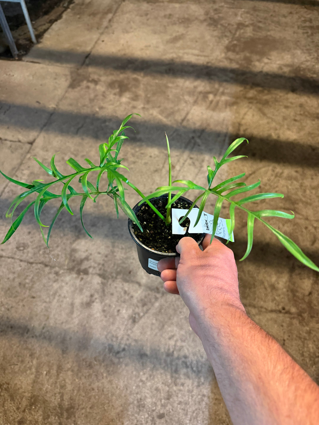 Philodendron polypodioides