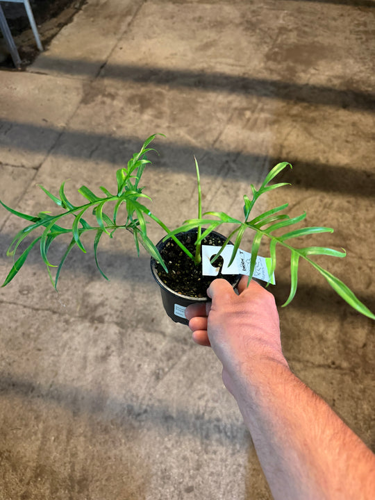 Philodendron polypodioides