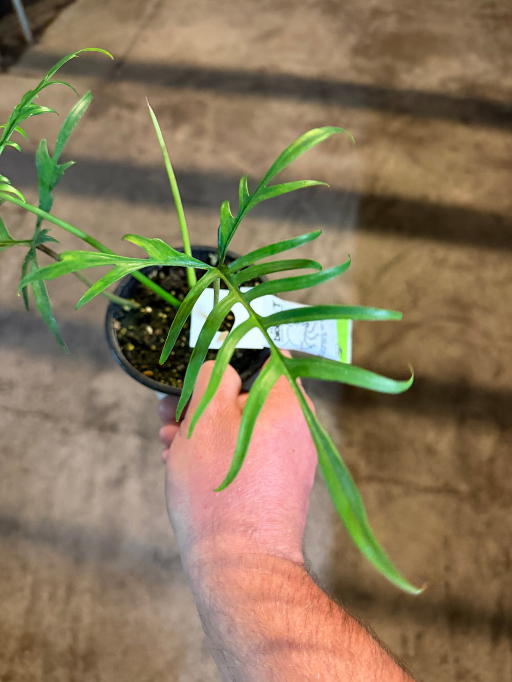 Philodendron polypodioides