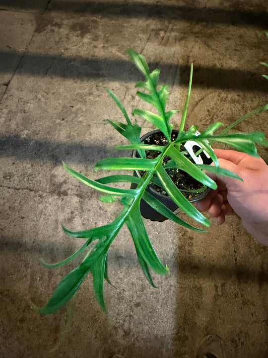 Philodendron polypodioides