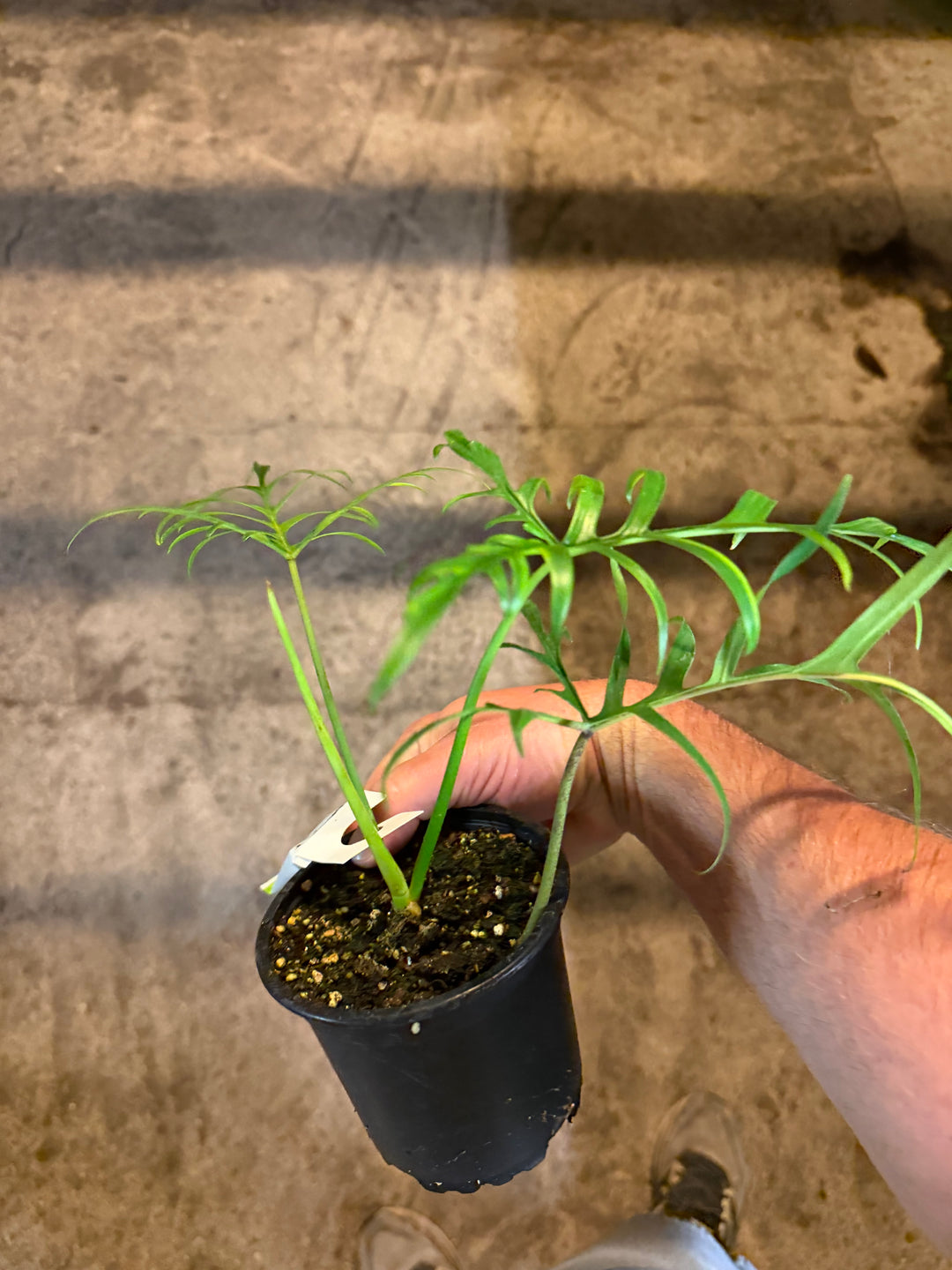 Philodendron polypodioides