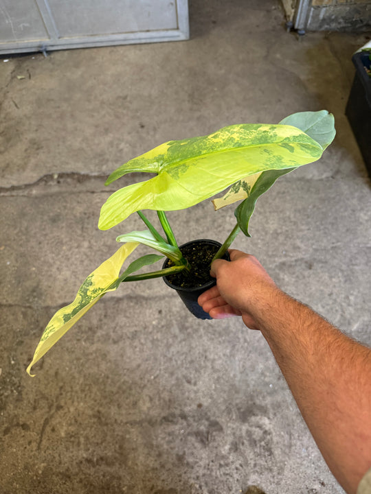 Philodendron silver sword Varigata