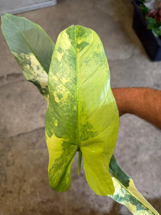 Philodendron silver sword Varigata