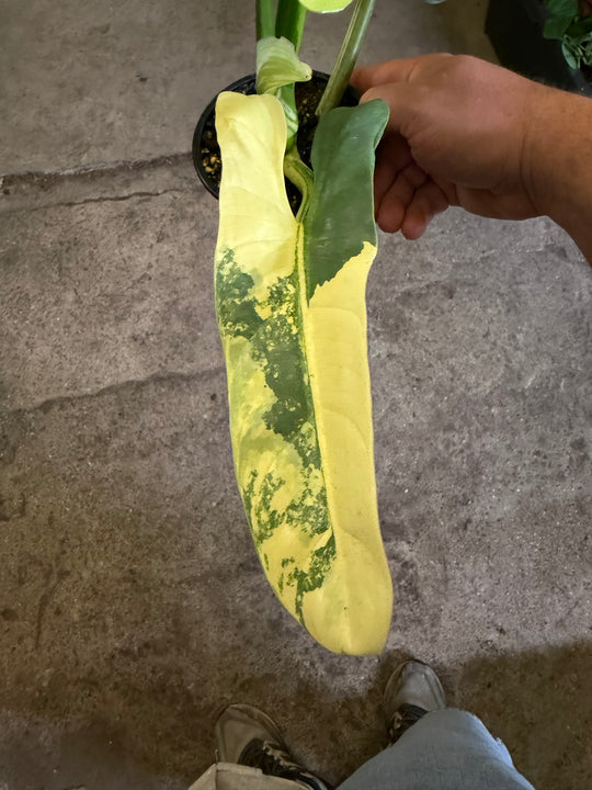 Philodendron silver sword Varigata