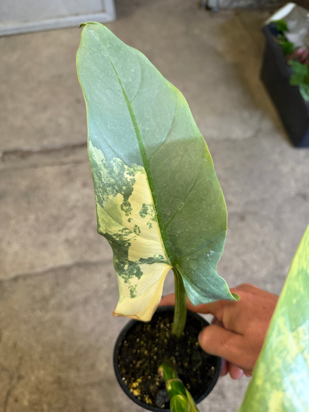 Philodendron silver sword Varigata