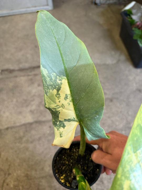 Philodendron silver sword Varigata