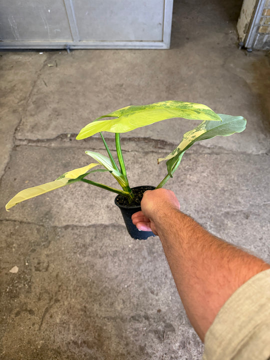 Philodendron silver sword Varigata