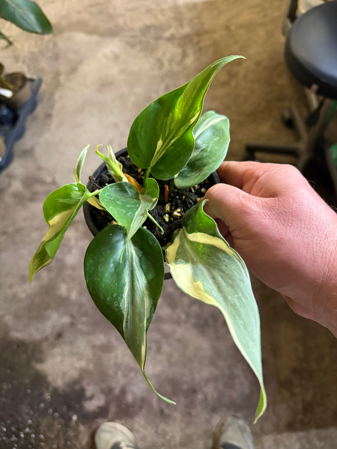 Philodendron Rio