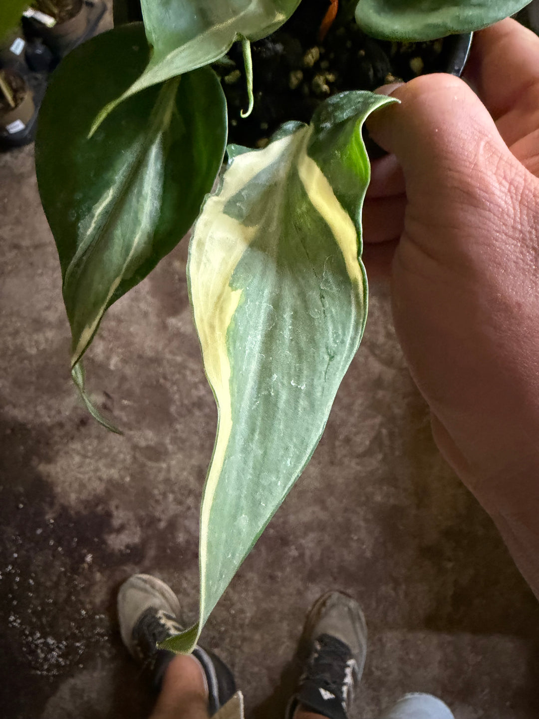Philodendron Rio