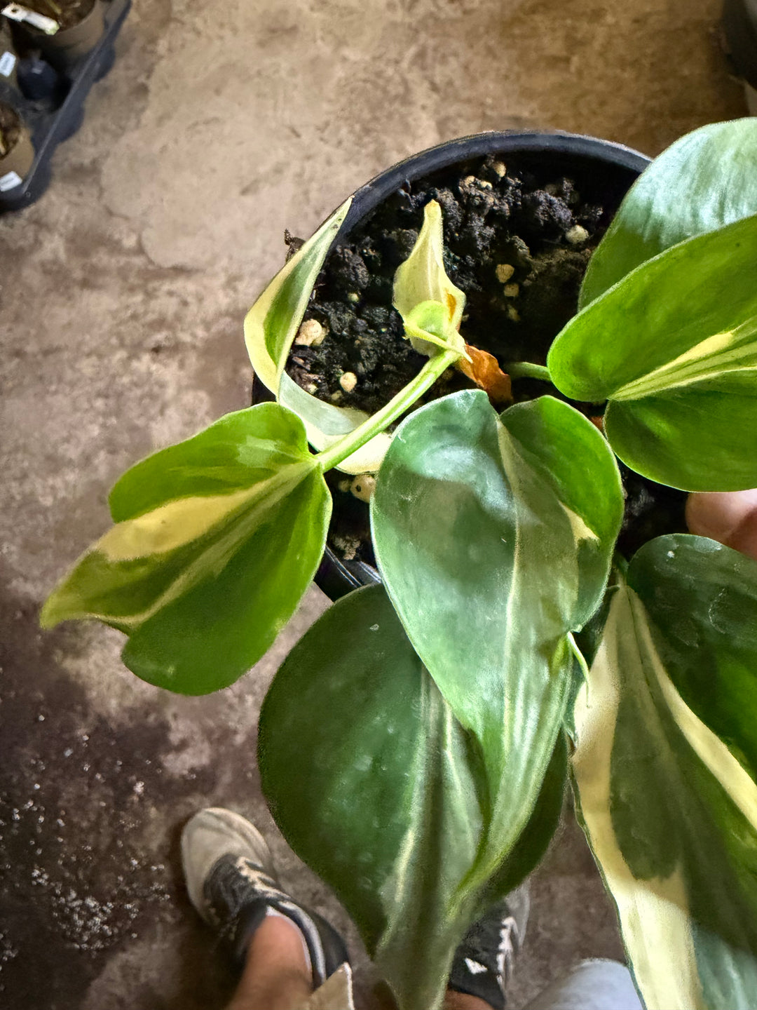 Philodendron Rio