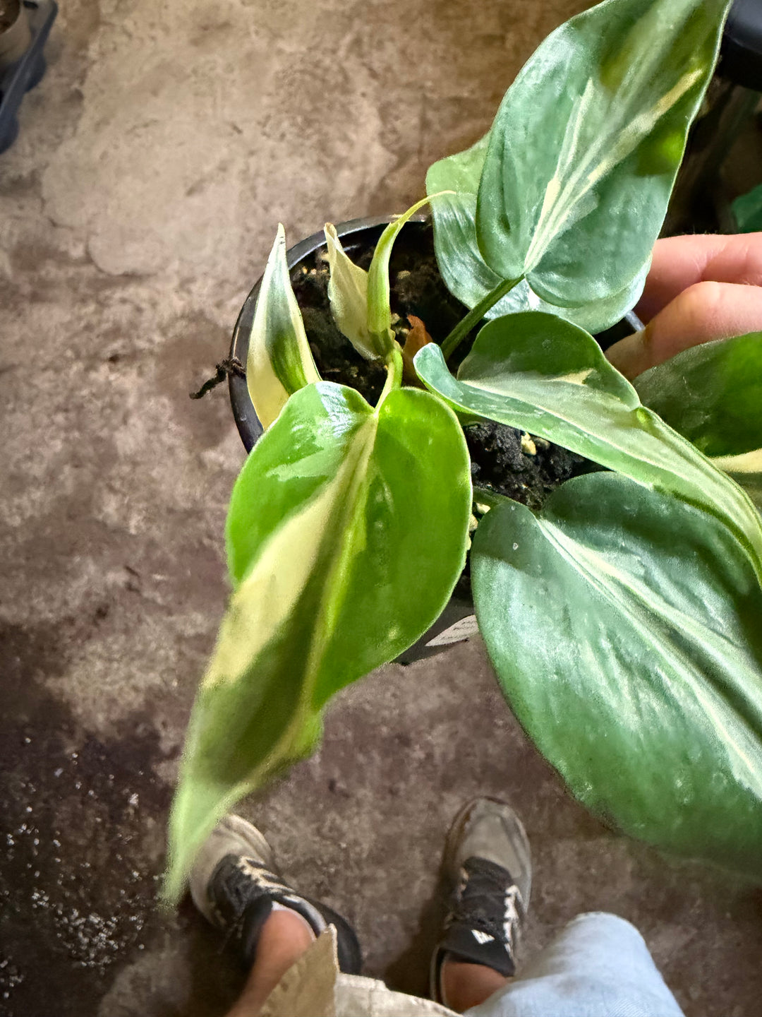 Philodendron Rio