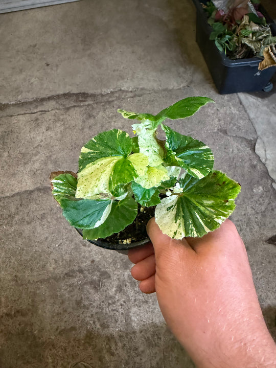 Begonia variagata NoID
