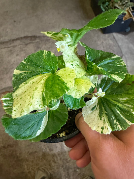 Begonia variagata NoID