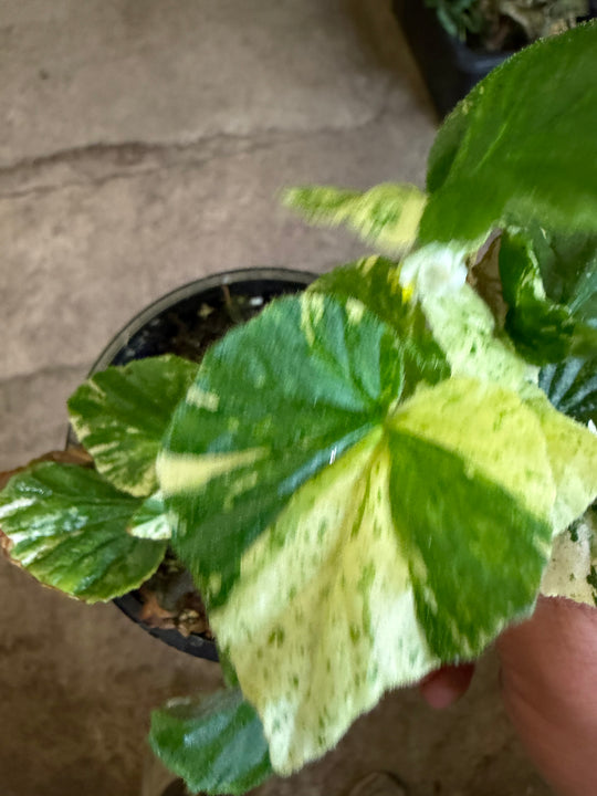 Begonia variagata NoID