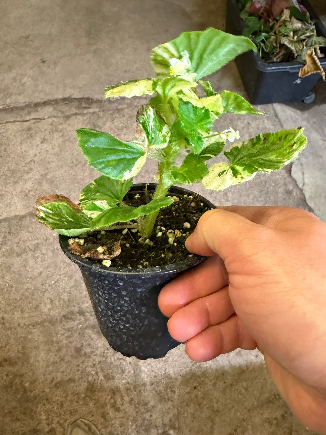 Begonia variagata NoID