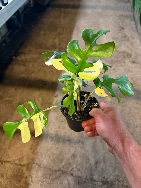 Rhaphidophora tetrasperma Variagata
