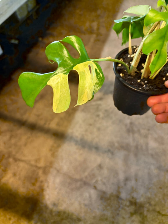 Rhaphidophora tetrasperma Variagata