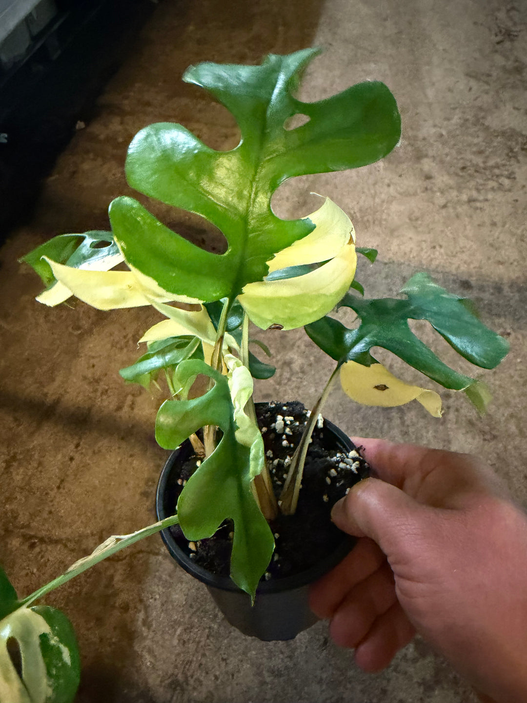 Rhaphidophora tetrasperma Variagata
