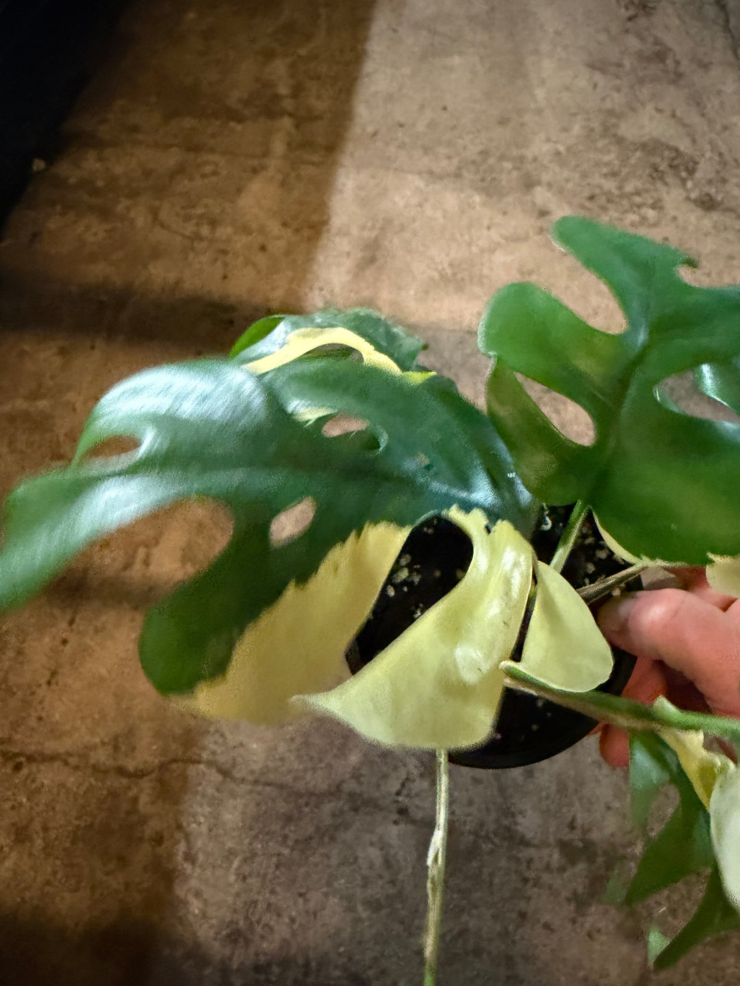 Rhaphidophora tetrasperma Variagata