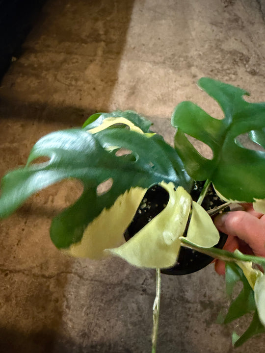 Rhaphidophora tetrasperma Variagata