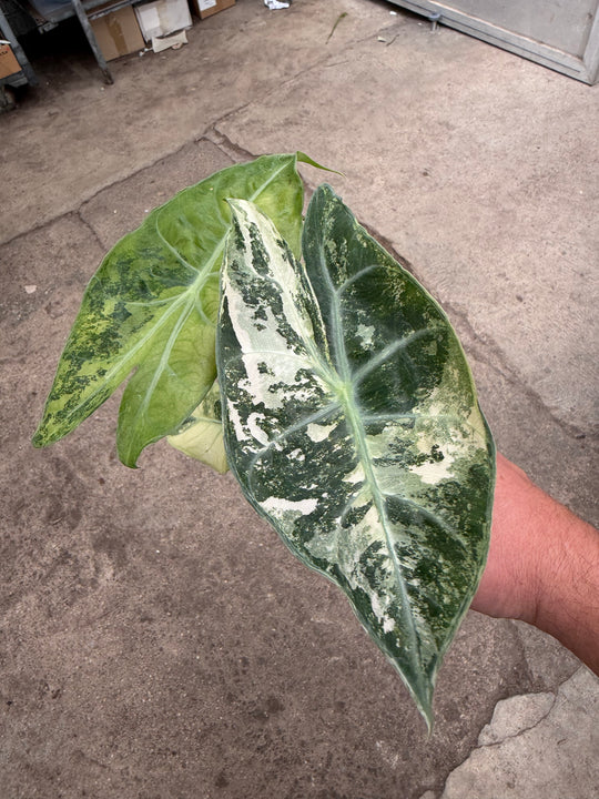 Alocasia naroibi night pink -kirjava