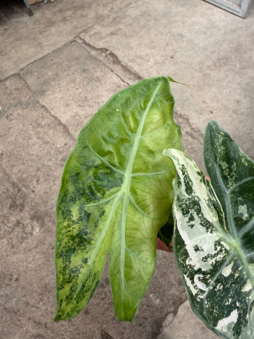 Alocasia naroibi night pink -kirjava