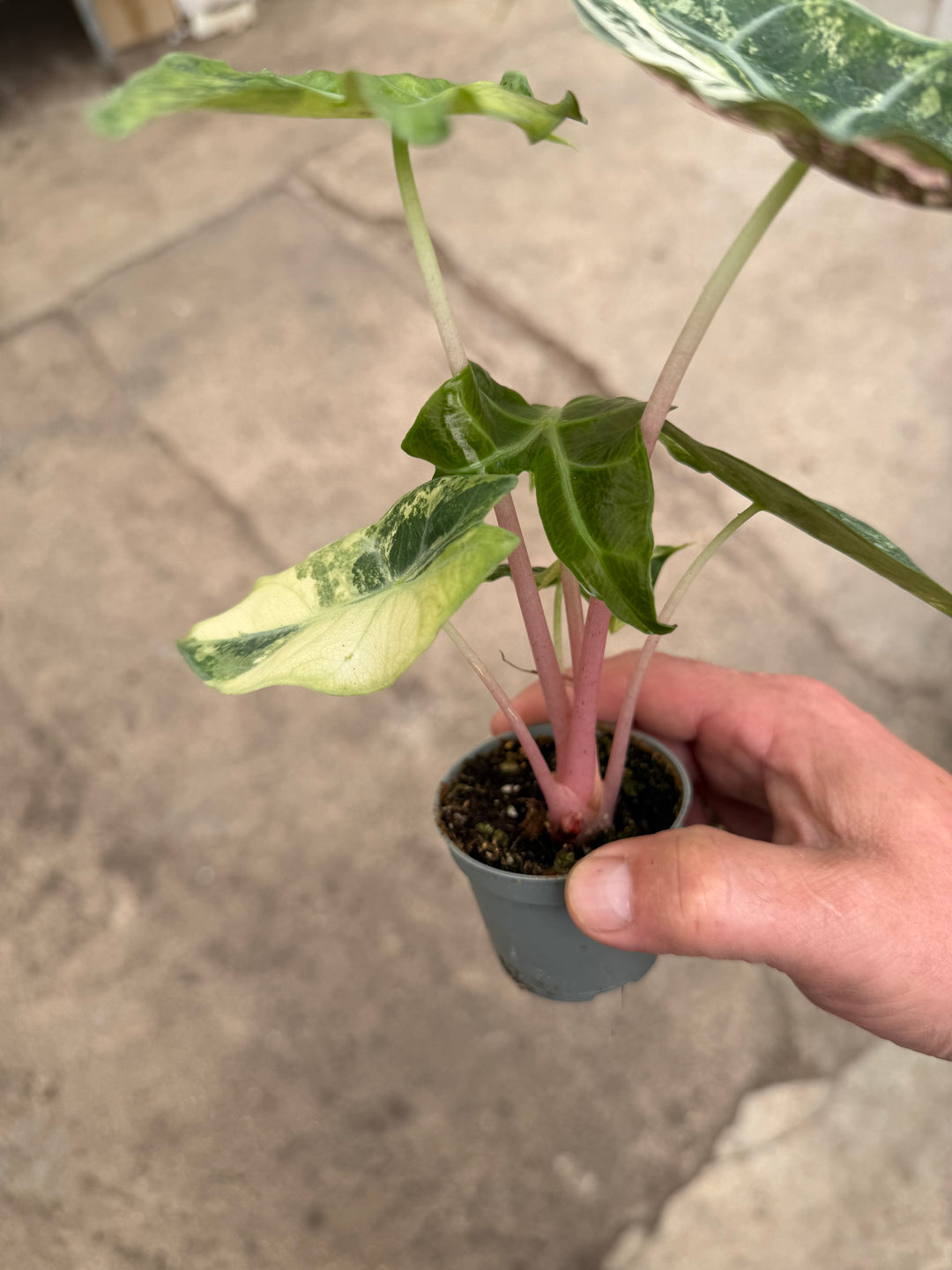 Alocasia naroibi night pink -kirjava