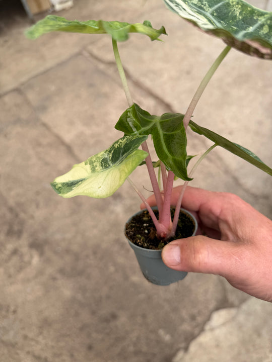 Alocasia naroibi night pink -kirjava