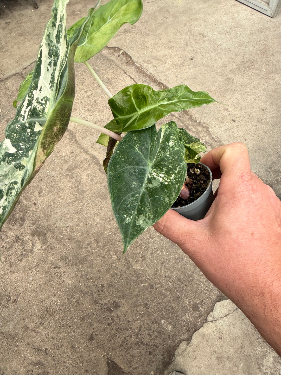 Alocasia naroibi night pink -kirjava
