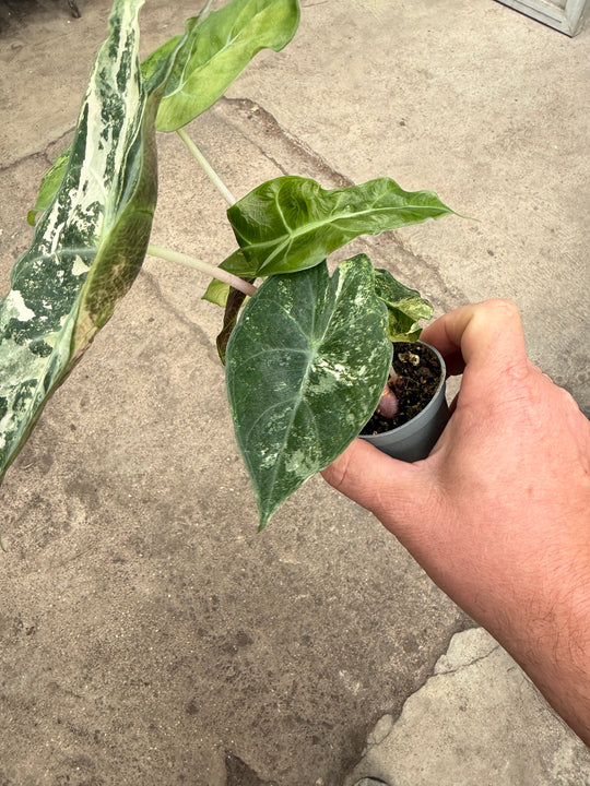 Alocasia naroibi night pink -kirjava